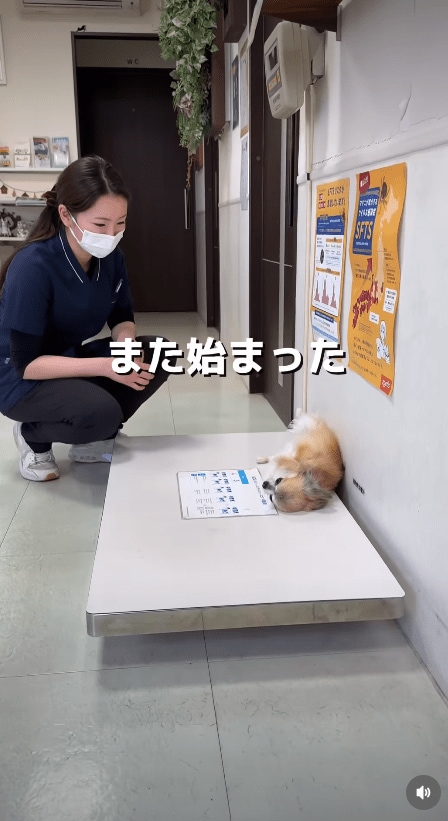 @idea_animal_hospital