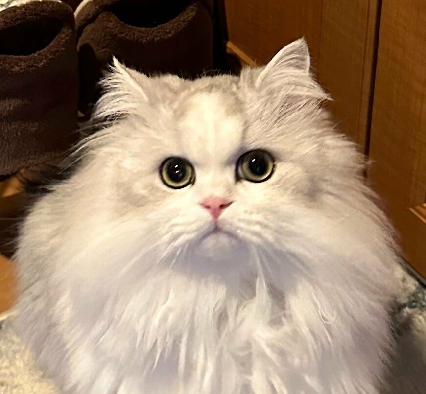 出所：@NEKOLAND13