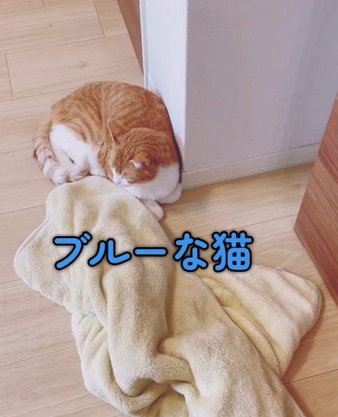 【まるで鬼教官！】毛布を洗われてブルーな猫が一転！その後全力で始めたことが笑える！