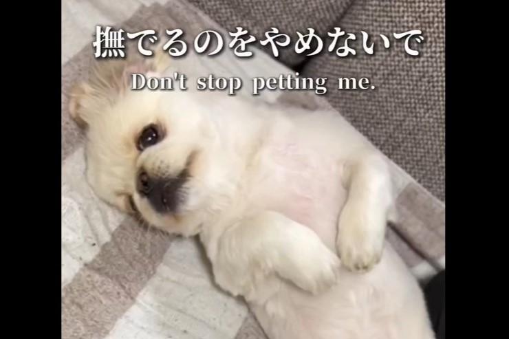 撫で続けてほしい犬、かわいすぎる要求仕草に「最高過ぎる」と反響続出