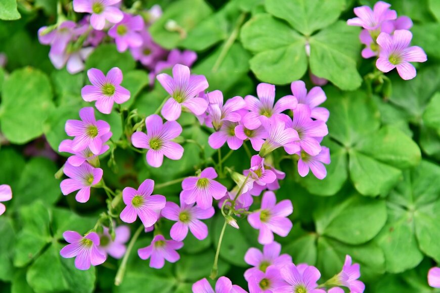 Watchara Tawongsa/shutterstock.com