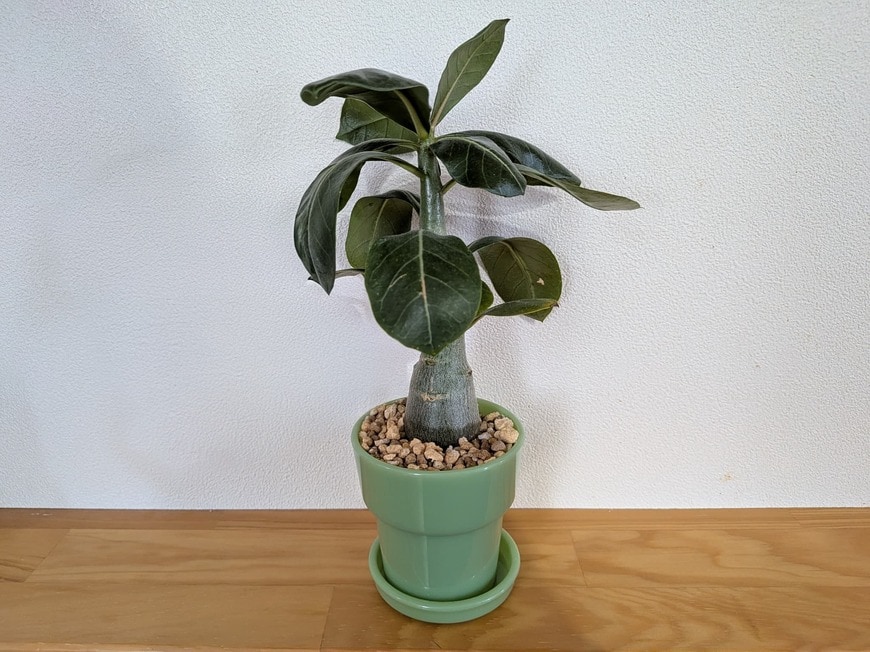 「多肉植物・サボテン・塊根植物にぴったりです！」