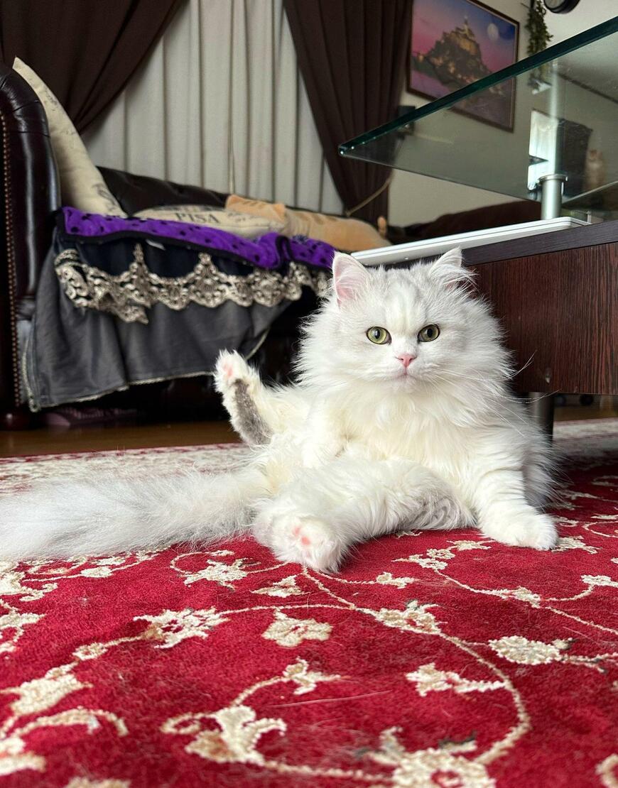 出所：@NEKOLAND13