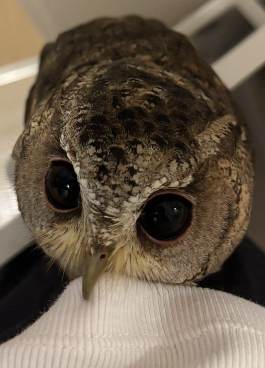 出所：@purinon2929k