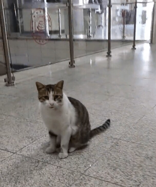 出所：@nekosanpoch