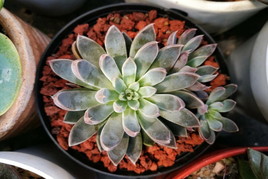 panattar/shutterstock.com