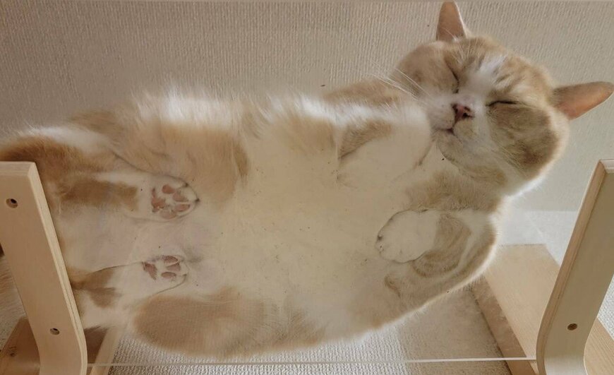 出所：@nekotansoku