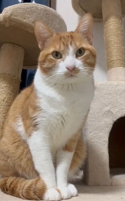元保護猫が大好きな先輩を発見　まさかの「表情の変化」が可愛すぎると話題