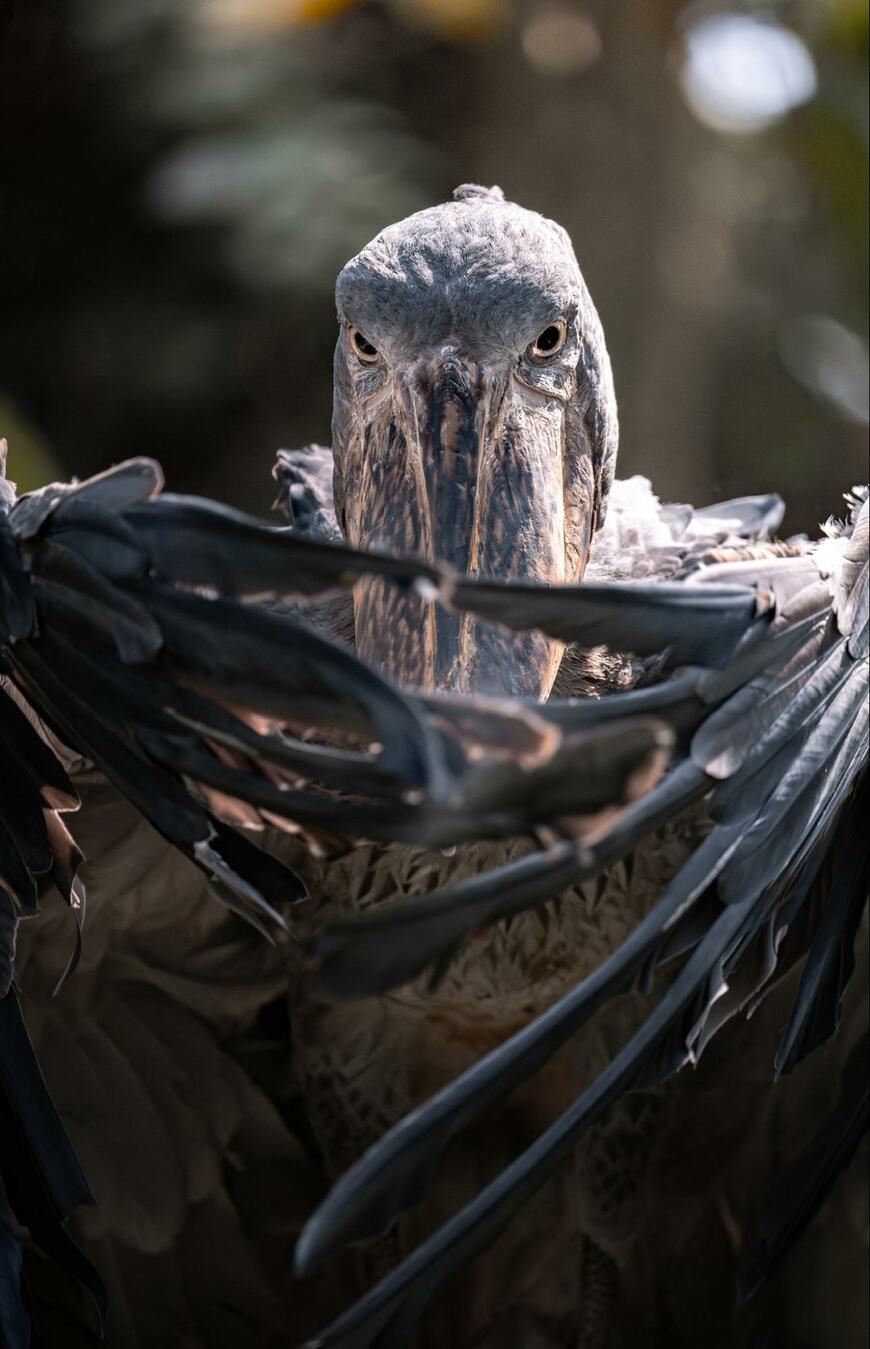 出所：@mugimugi_z