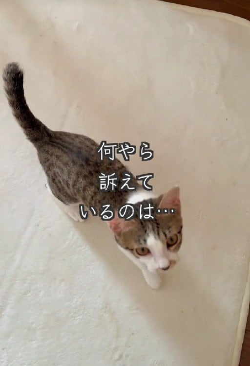 出所：＠lumi.towncat