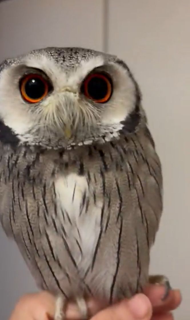 出所：@purinon2929k