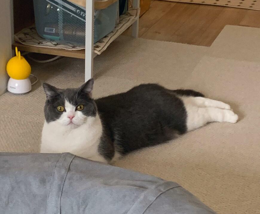 出所：@omochiomoching