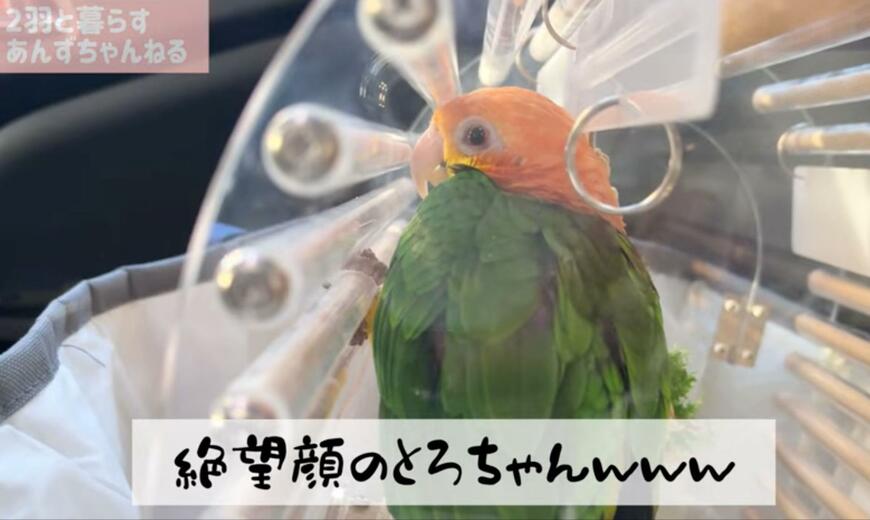 出所：@anz_omomiri