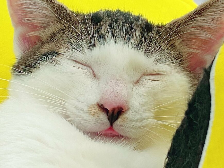 出所：@Saeroyi_cat