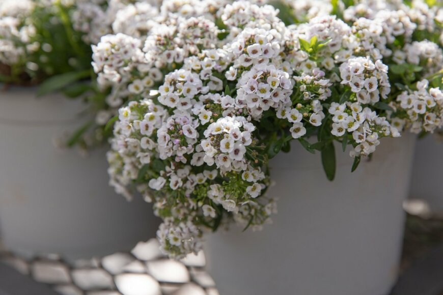 Victoria Kurylo/shutterstock.com