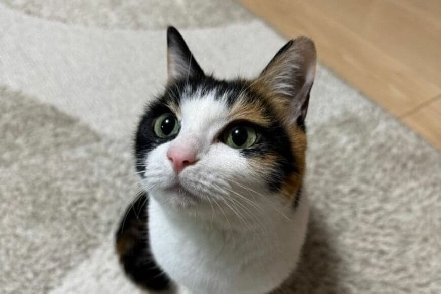 「美しい元保護猫」が洗面所にいる理由→健気な行動にメロメロになってしまう