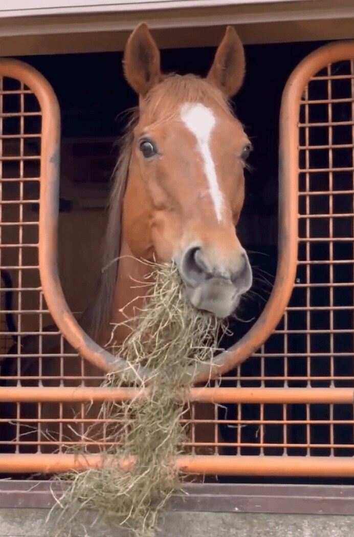 出所：うらかわ優駿ビレッジAERU