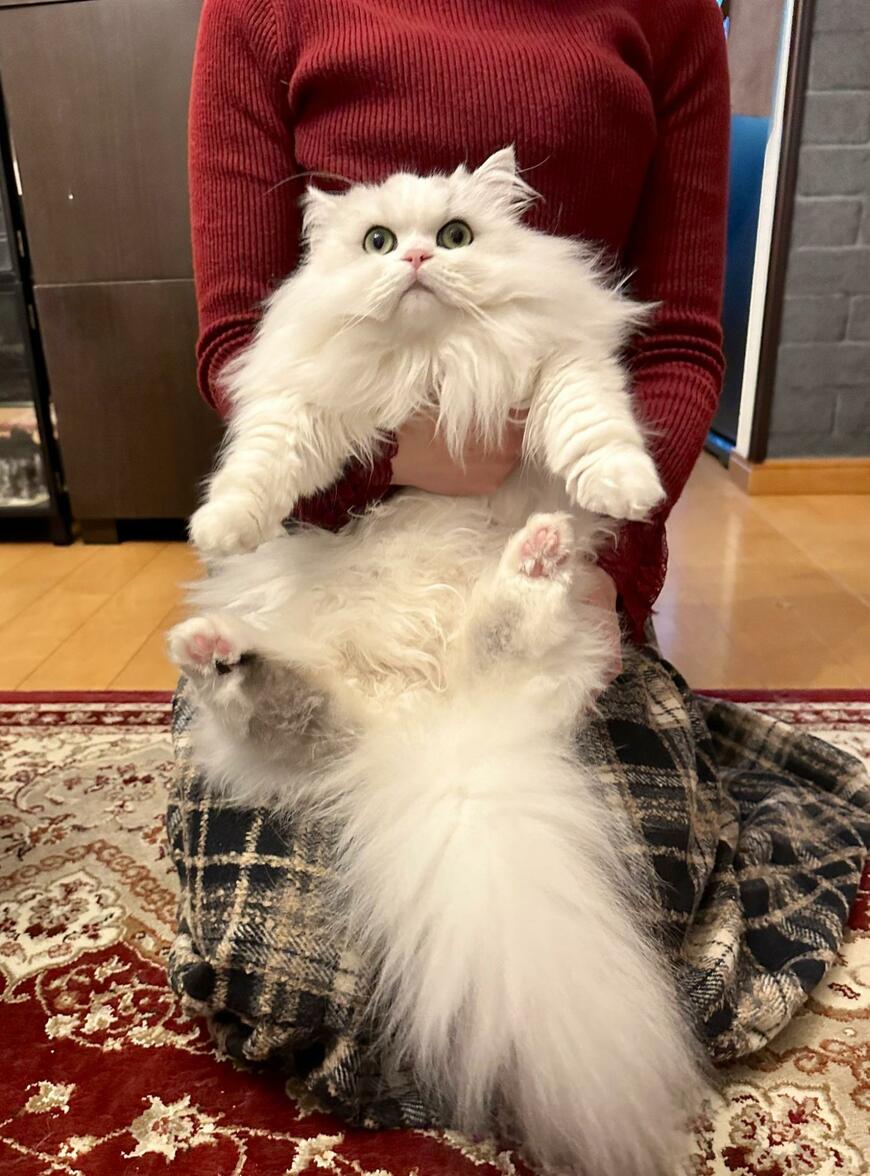 出所：@NEKOLAND13