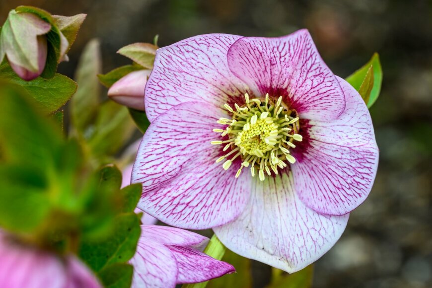 knelson20/shutterstock.com