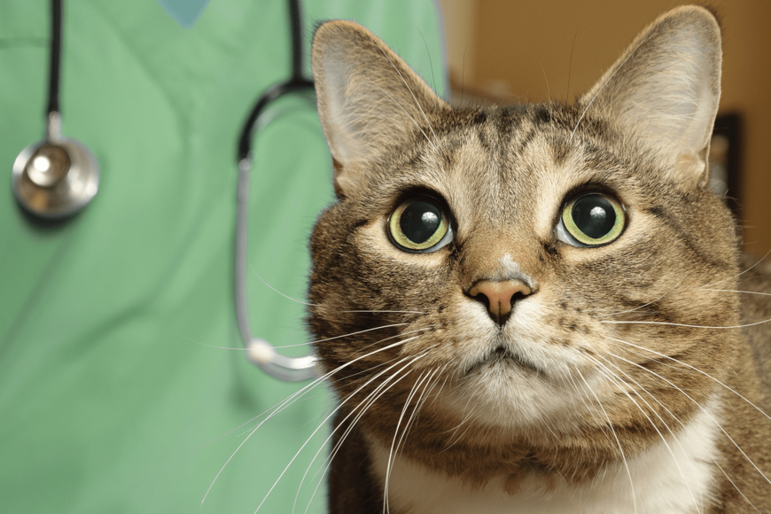 動物病院の窓口から見る、愛猫にペット保険を掛ける時の注意点とは【現役獣医師執筆】