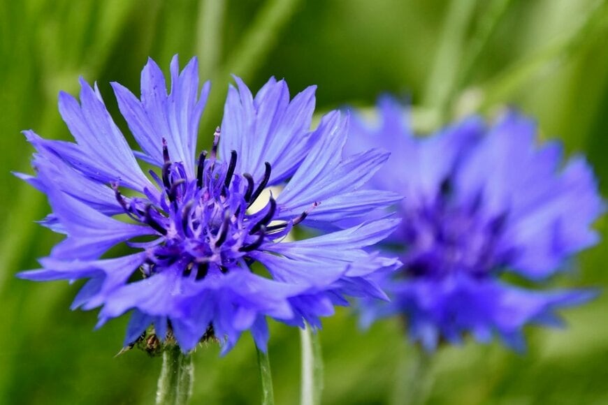 矢車のような形のとがった花びらが特徴的な、青いヤグルマギクの花