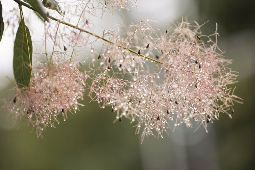淡いピンク色の花を咲かせている、スモークツリー