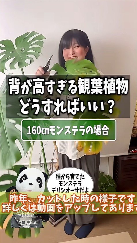 樹高160cmのモンステラ