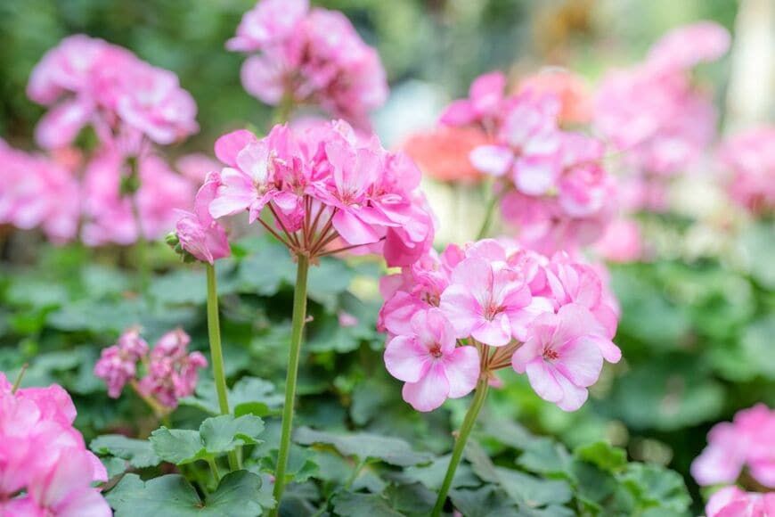 淡いピンク色の花を咲かせている、ゼラニウム