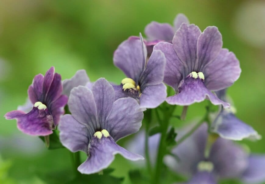 紫色の花を咲かせている、宿根ネメシア