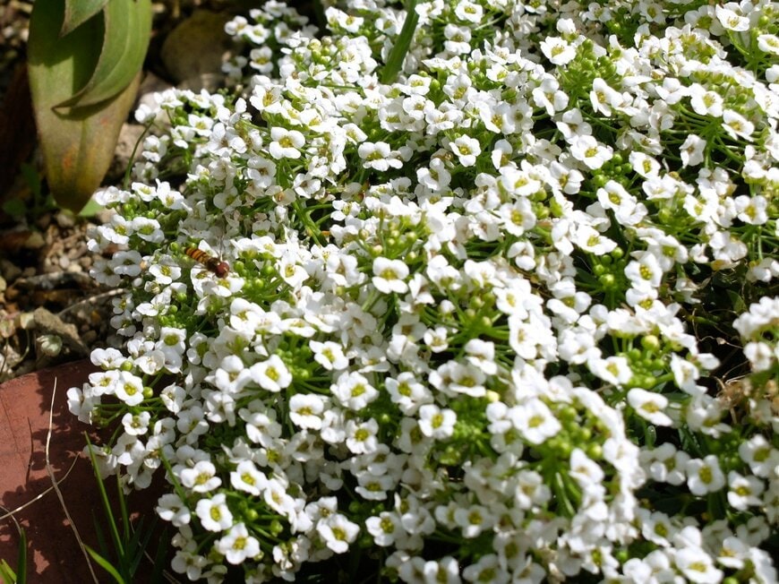 福岡の日なたの庭で咲くスイートアリッサム