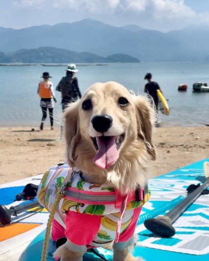 ミニチュアダックスの女の子