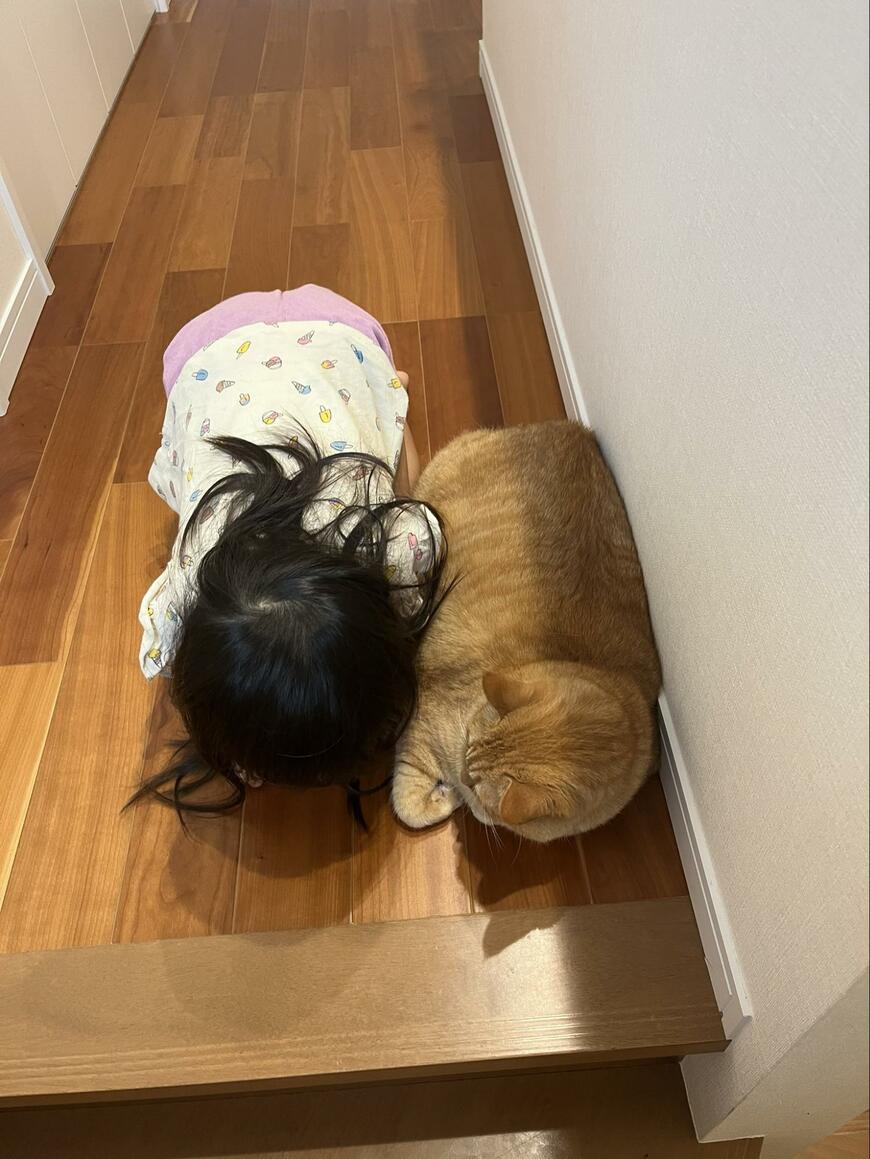 子供と猫