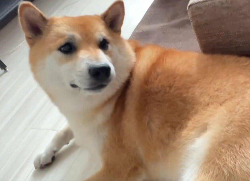 むしられる犬