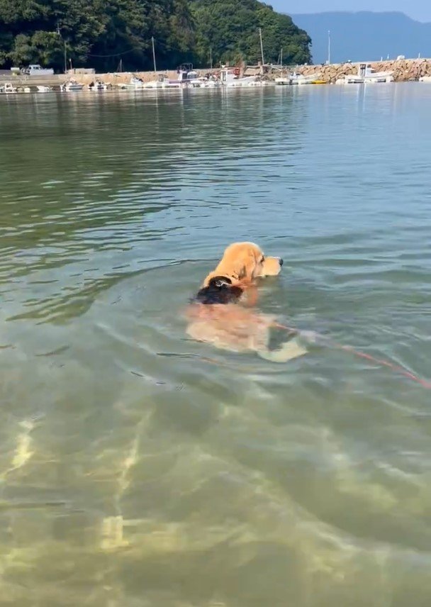 海水浴する犬
