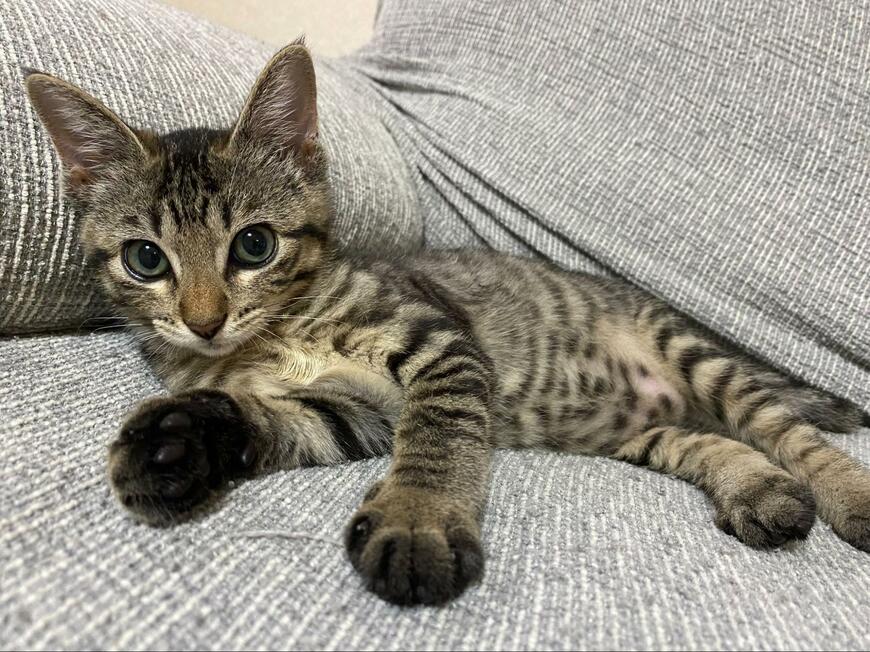 猫の間違い探し