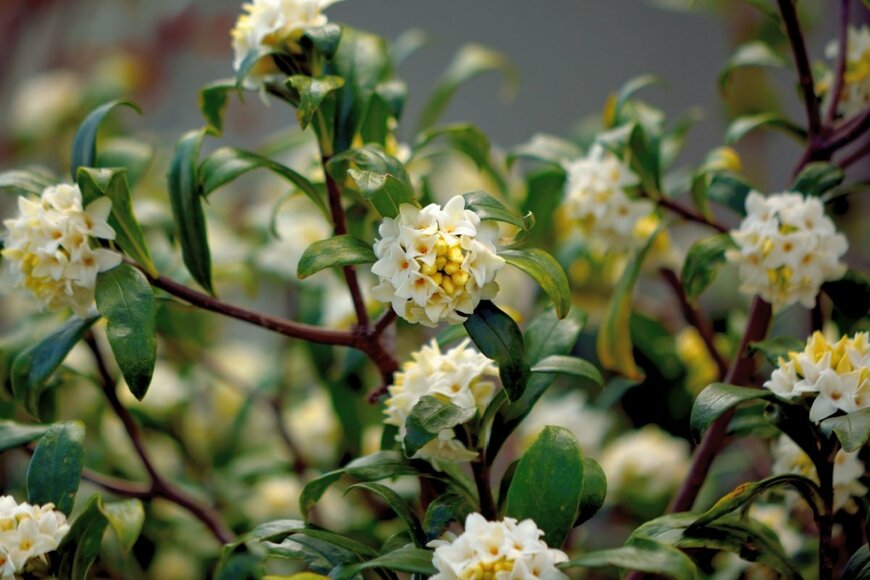 黄色がかったジンチョウゲの花が咲いている
