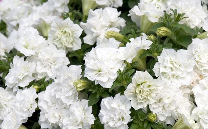 サントリーフラワーズ サフィニアフリル