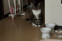 朝のアラームで起床できなかった飼い主　朝食を待つ猫の「怒り顔」に思わず笑ってしまう