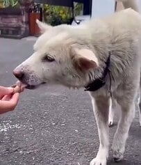 「ボボの物語はハッピーエンドに」前脚が切れかけたまま1年耐えた犬、手術を経て3本脚で元気に