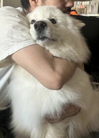 飼い主さんに抱きつかれ無表情になるワンちゃんが可愛い！なんとも言えない表情にほっこり