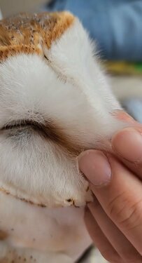 【甘えるフクロウ】飼い主さんに“構ってアピール”→撫でられてうっとりする表情がかわいい！