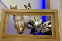 「かわいい猫」たちを下から眺めていると…　まさかの様子に「目が慈悲に溢れている」