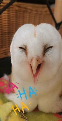 【ニッコリなフクロウ】満面の笑顔がかわいい！でも、笑っているように見えて「本当の理由」に驚く