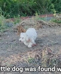 体にロープが絡まり毛玉に覆われてさまよっていた犬を保護　治療を受けてすっきりと見違える姿に変身