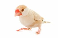 寝転がる飼い主の横で「駆け回る白文鳥」　“躍動感”に満ちたポーズに思わず笑ってしまう