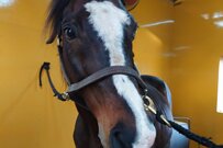 あざとすぎるポーズを取るタニノギムレット　圧倒的なかわいさにノックアウト