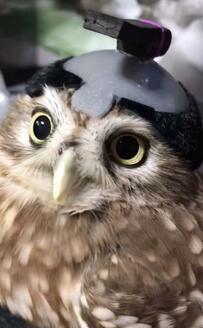 【殿様コントをするフクロウ】風呂キャン界隈のはずが町スパにノリノリ！？