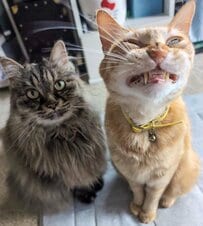 凛々しい猫ちゃんが見せた「悪い顔」が衝撃！思わず目を疑う表情に釘付け　