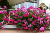 【春のベランダガーデニング】ハンギングでオシャレな見映えに！オススメの花6選、高低差がポイント