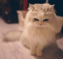 ママさんが「まっしろしろすけ」を捕獲！？抱いていた猫の姿に思わず笑っちゃう！